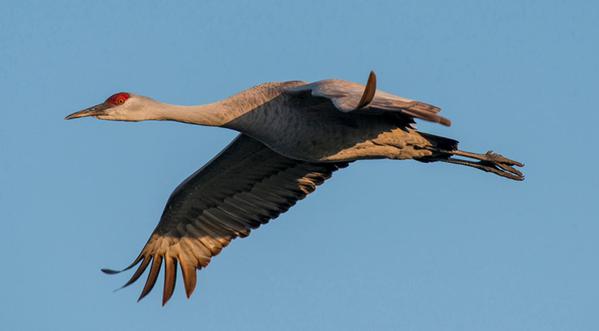Ssandhill crane [Source: USGS]