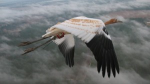 This young whooping crane is on its first fall migration, guided by an Operation Migration ultralight aircraft. Each whooper in this population wears an identification band, and many carry tracking devices that record their movements in detail. [Source:Joe Duff/Operation Migration USA Inc./NPR]