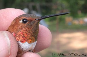 An adult male Rufous hummingbird. [Photo by Allen Chartier / Great Lakes Hummernet / Michigan Radio]