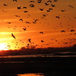 Sandhill cranes land on Platte River sandbar roosts west of Rowe Sanctuary’s Iain Nicolson Audubon Center southwest of Gibbon, Nebraska. [Photo by Lori Porter| Kearney Hub]