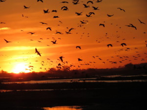 Sandhill cranes land on Platte River sandbar roosts west of Rowe Sanctuary’s Iain Nicolson Audubon Center southwest of Gibbon, Nebraska. [Photo by Lori Porter| Kearney Hub]