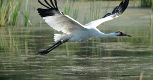 An endangered Whooping crane takes flight. Yhe large bird has a 7-foot wingspan. It is all white except for black wing tips and face markings. In this photo its long neck stretches forward; its wings sweep upward; and its black legs trail straight behind it. [Source: International Crane Foundation]
