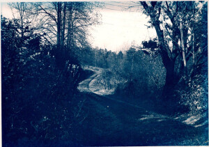 The landscape photo centers on a gravel farm lane climbing gently up the side of a ridge in Ohio’s Hocking Hills. On the left is a row of tall tulip poplar trees, and the ridge drops away on the right into a second-growth mixed woods. The photo has a blue tint added in the developing process by photographer David Willis. He made the original black & white photo in the mid-1960s.