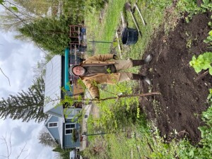 The author stands next to a Dawn Redwood (Metasequoia) sapling just planted in his garden. The young tree is more than 7 feet tall. Its bright green leaves are already about half an inch long in late April 2023, when the photo was taken by the author’s son.